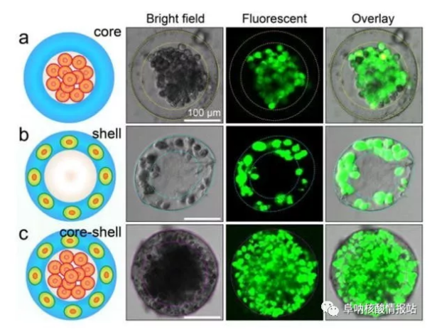 图片4.png 图3 3D核-壳支架中不同细胞的空间组装a) 凝胶壳将HepG2细胞限制在核心中。b)通过交联的藻酸盐网络固定在壳中的NIH-3T3成纤维细胞。c) 肝细胞在核心中同时组装，在壳中成纤维细胞同时组装，形成一滴人造肝脏。（比例尺100μm，细胞活力通过钙黄绿素AM /EthD-1染色试剂盒进行表征。）