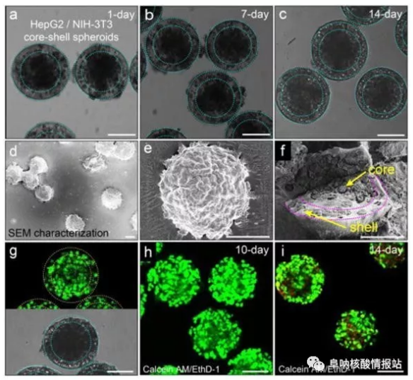 图片5.png 图4 在核-壳球体中共培养肝细胞和成纤维细胞。a-c) 肝细胞在核心和壳中的成纤维细胞分别共培养1天，7天和14天。随着时间的推移，保持其球形形态。d-e)SEM图像。f) 在核-壳结构中空间受限的细胞集合。g）在-80℃下冻两周然后在37℃下融化之后，封装在球状体中的细胞的高存活力。h）封装在球体中的细胞共培养10天显示出高细胞活力。i）培养14天的细胞的活力略有下降。