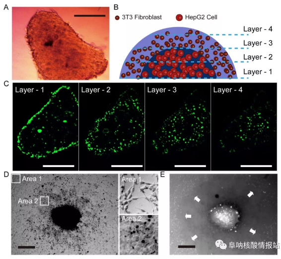 图片9.png 图8 液滴中3T3成纤维细胞和HepG2细胞形成的肝球体的结构特征