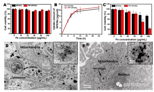 图片10.png 图9 TPP-磁珠对肝癌细胞生存的影响