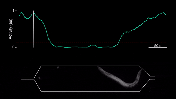 甲线虫在微流体腔室睡着了。