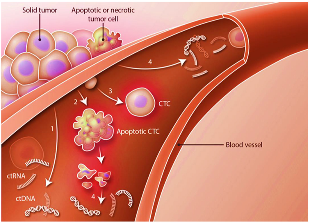 城大团队所研发的技术主要针对血液中的循环细胞（CTC），小至0.1毫米的肿瘤都能及早发现