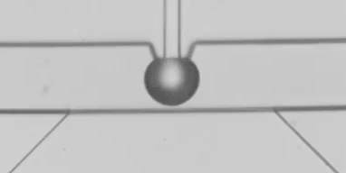 图3 液滴融合以及掐断过程慢动作回放（注：原高速视频以10000帧每秒拍摄，当前的GIF图片以10帧每秒回放，放慢了1000倍）