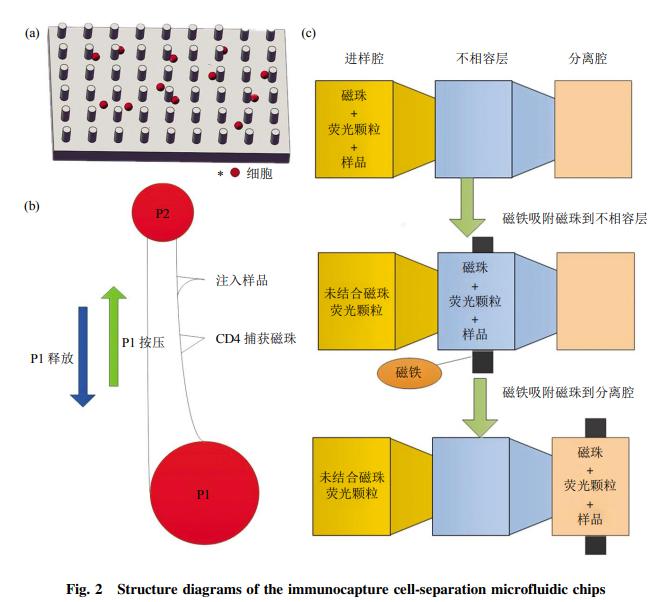 图2免疫捕获细胞分离芯片结构示意图