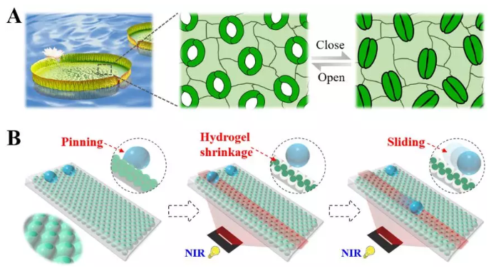 图1 受植物刺激响应性气孔启发的可编程浸润性阵列用于液滴操控的示意图