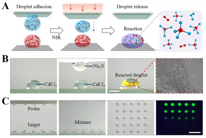 图3 可编程浸润性阵列通过可控释放的液滴构建微反应器进行化学合成以及生物检测