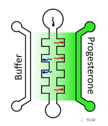 向包含高浓度孕酮（深绿色）的中央通道右侧游动的精子，比向左侧的较低浓度（浅绿色）的精子游动的多。