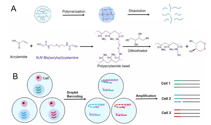 图1. (A) 可控降解型聚丙烯酰胺微球的合成和降解原理示意图，(B)可控降解型微球在基于液滴的单细胞分析过程使用的图示。