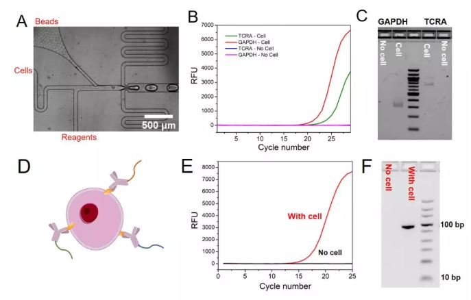 图3. (A)显微镜下包裹单个细胞和单个微球的液滴的产生过程，(B) TCRA和GAPDH mRNA的qPCR实验结果，(C) GAPDH和TCRA mRNA在液滴中反应后PCR产物的琼脂糖凝胶电泳实验结果，(D)抗体–DNA偶联物结合细胞表面蛋白的示意图，(E)单细胞表面蛋白分析中的qPCR实验结果，(F)细胞表面蛋白分析中的琼脂糖凝胶电泳实验结果。
