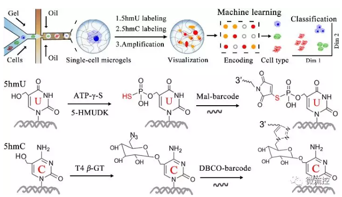 单细胞5hmU/5hmC单分子可视化分析示意图