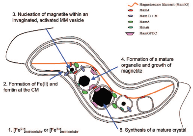 图 1 磁小体形成过程[15]