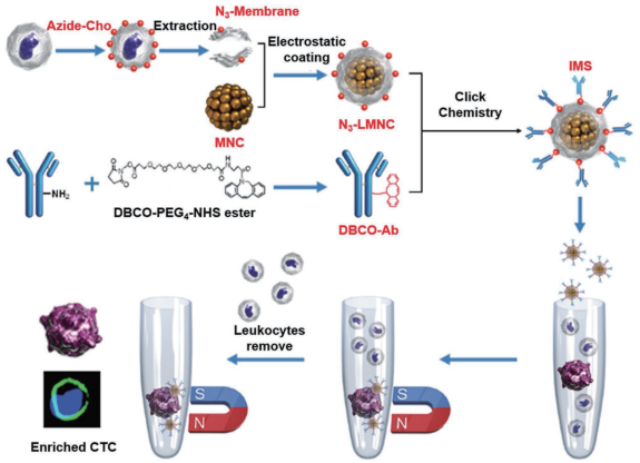 图 2 免疫磁小体（IMSs）的构建和CTC富集过程[48]