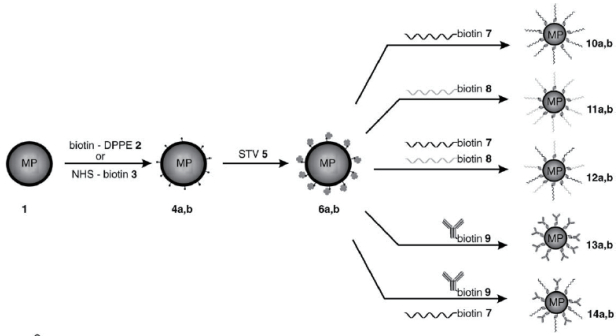图 3 半合成链霉亲和素-生物素-磁小体模型示意图[52]