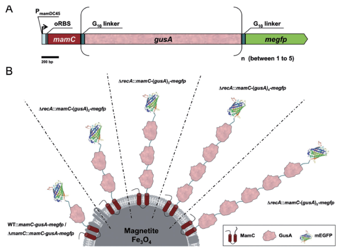 图 5 mEGFP-（GusA）s-MamC在磁小体中的基因设计（A）和表达效果（B）示意图[62]
