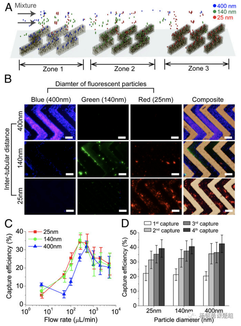图3 不同纳米荧光粒子在芯片内被捕获。纳米粒子按照其尺寸，在相对应的区域所捕获，从而达到分离不同尺寸纳米粒子的作用