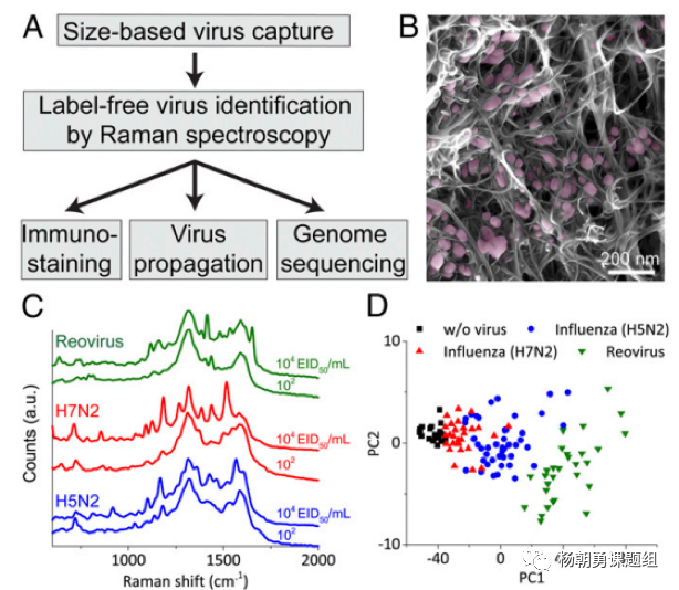 图4&nbsp;&nbsp;三种病毒建立拉曼数据库及病毒聚类分析