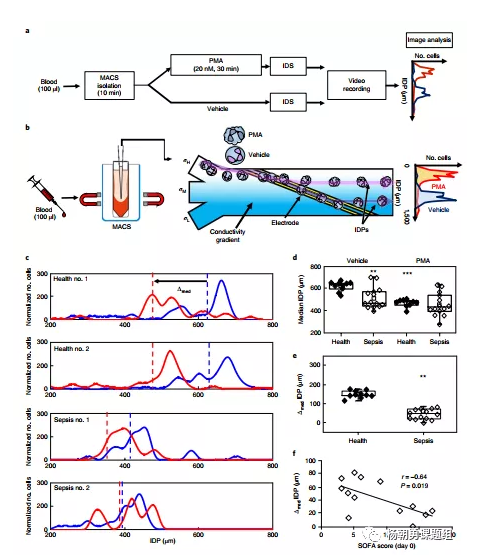 图3 IDS法鉴定败血症患者和健康人血液中PMN的等电位
