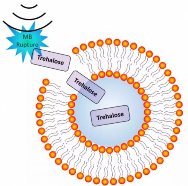 超声诱导微泡破裂导致细胞膜短暂穿孔的图示