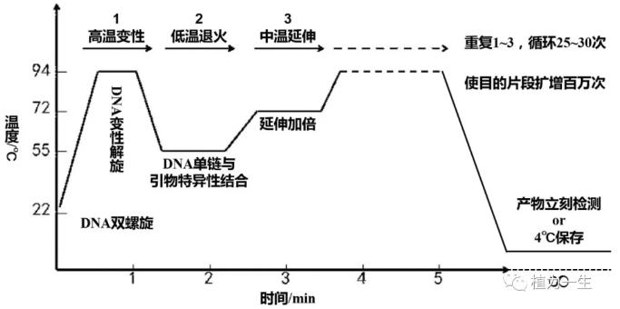 目的基因的扩增：PCR原理与过程