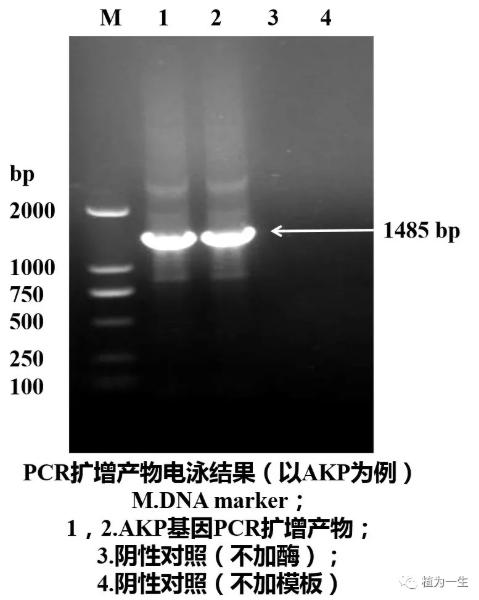 聚合酶链式反应的结果