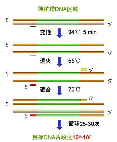 常用PCR仪用途及介绍