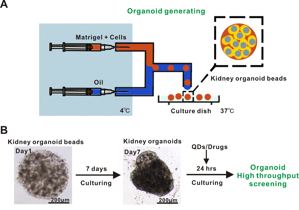 利用基于微流控技术的类器官模型成功实现纳米材料生物安全性筛查