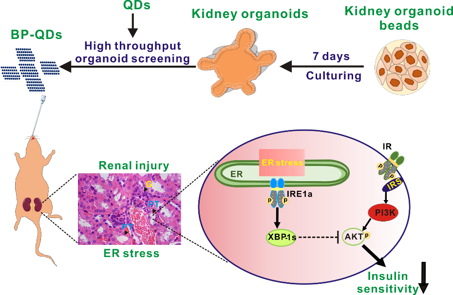 利用基于微流控技术的类器官模型成功实现纳米材料生物安全性筛查