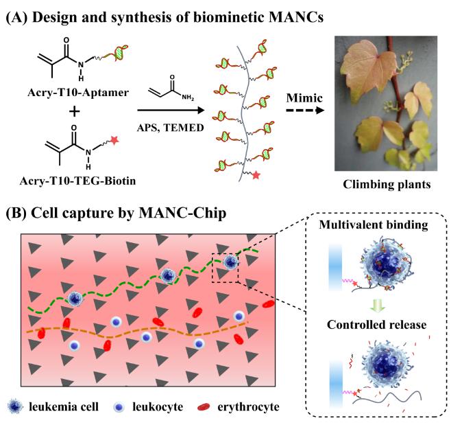 图1 （A）仿生多价核酸适体聚合物的合成；（B）协同尺寸分离和多价识别的白血病细胞亲合捕获及选择性释放的微流控平台