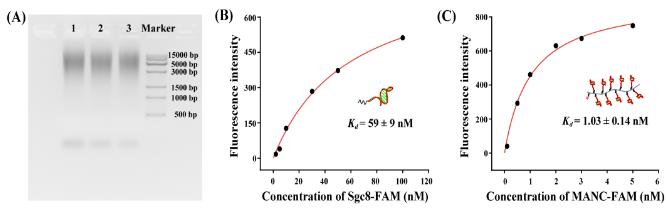 图2 多价核酸适体聚合物的表征。