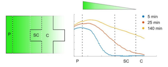 图3. 荧光素扩散梯度随时间的变化