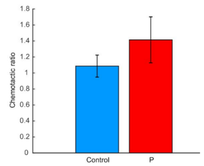图4. 公猪精子的趋化比率 图4. 公猪精子的趋化比率