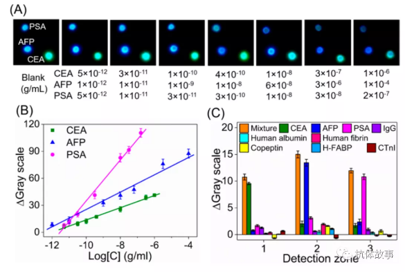 图3 (A)检测不同浓度CEA、AFP和PSA时的照片。(B)采用照片检测模式进行CEA、AFP和PSA检测的典型校准曲线。(C) CL免疫测定的干扰研究，分别设置十个干扰组。