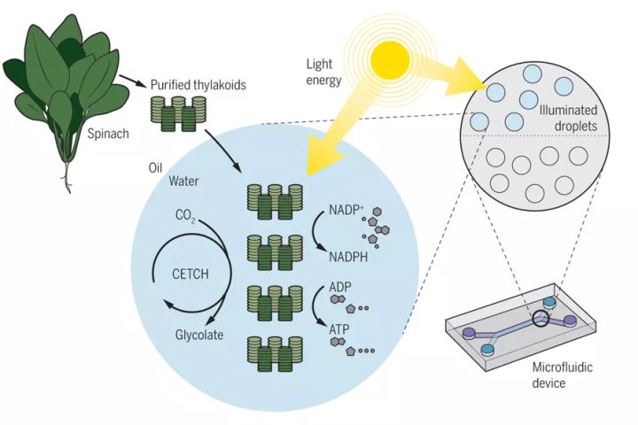 半合成光合作用的技术途径
