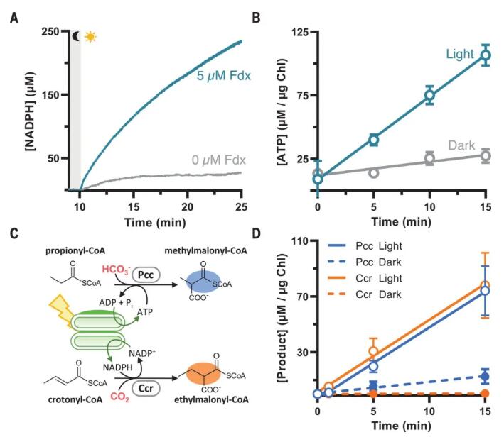 图1. 光催化辅酶产生