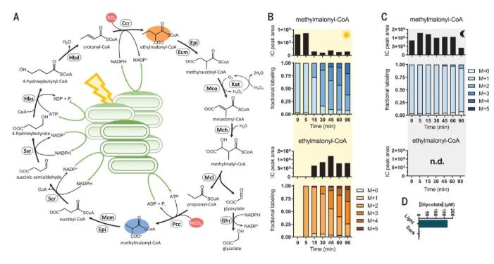图2.光驱动CO2的连续固定，并催化CO2转化为有机酸