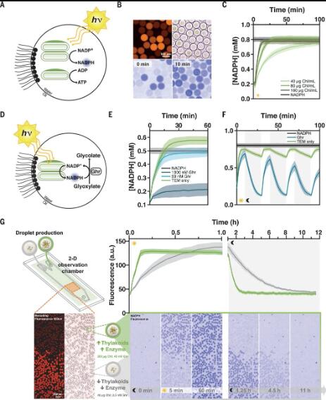 图3. 光驱动微流体液滴中的酶反应