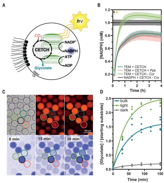 图4. 用版本为7.0的CETCH监测光驱动CO2的连续固定并转化为有机酸的过程
