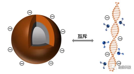 磁珠如何与核酸结合，实现提取功能？