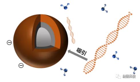 磁珠如何与核酸结合，实现提取功能？