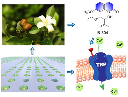 基于单细胞微流控技术的中药TRP通道调节剂高效发现示意图