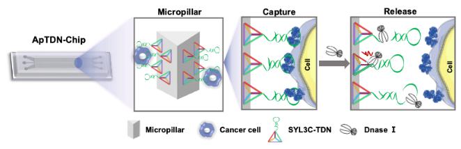 图1. ApTDN-Chip的工作原理