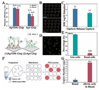 图4. ApTDN-Chip下游分析探究