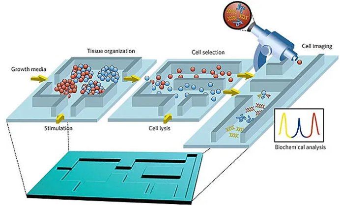微流控芯片生物分析示意图。图片来源：Nature 