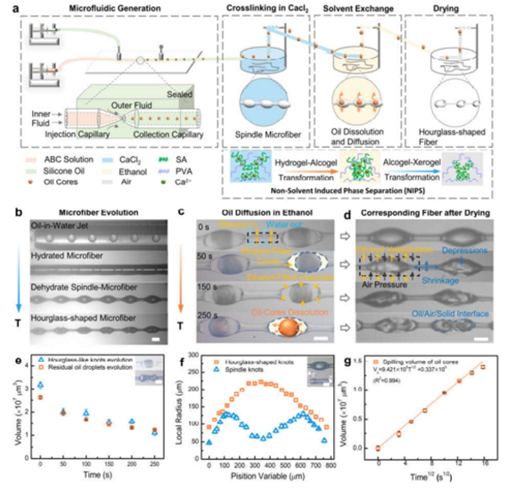 微流控沙漏型微纤维材料制备过程