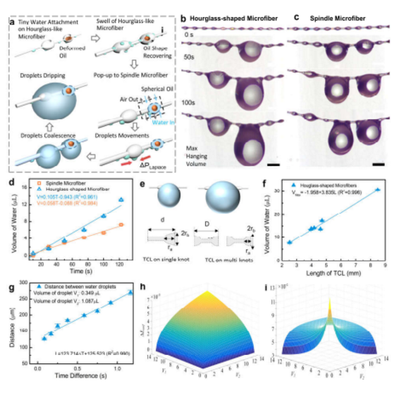 单根微流控沙漏型微纤维液滴吸附