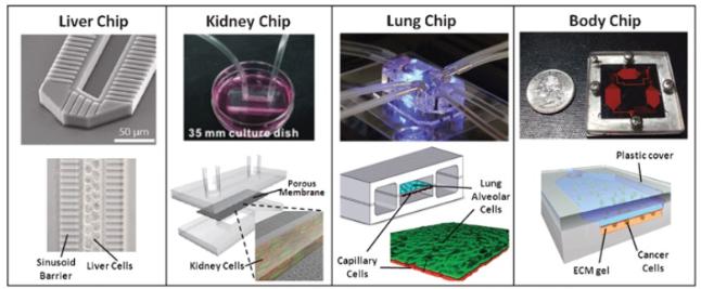 图1：近年来开始受到关注的器官模型“Organ on a Chip（器官芯片）”