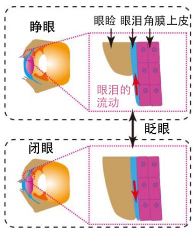 图2：此次研究再现的人角膜结构和眨眼时的眼泪运动