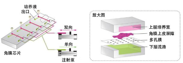 图3：此次研究开发的“角膜芯片”概念图