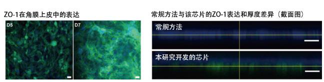 图5：在角膜芯片内培养的角膜上皮细胞的ZO-1蛋白质（绿色）表达。角膜发挥作用需要ZO-1