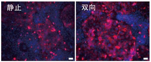 图6：在角膜芯片内培养的角膜上皮细胞中的CK-19蛋白质（红色）的表达
